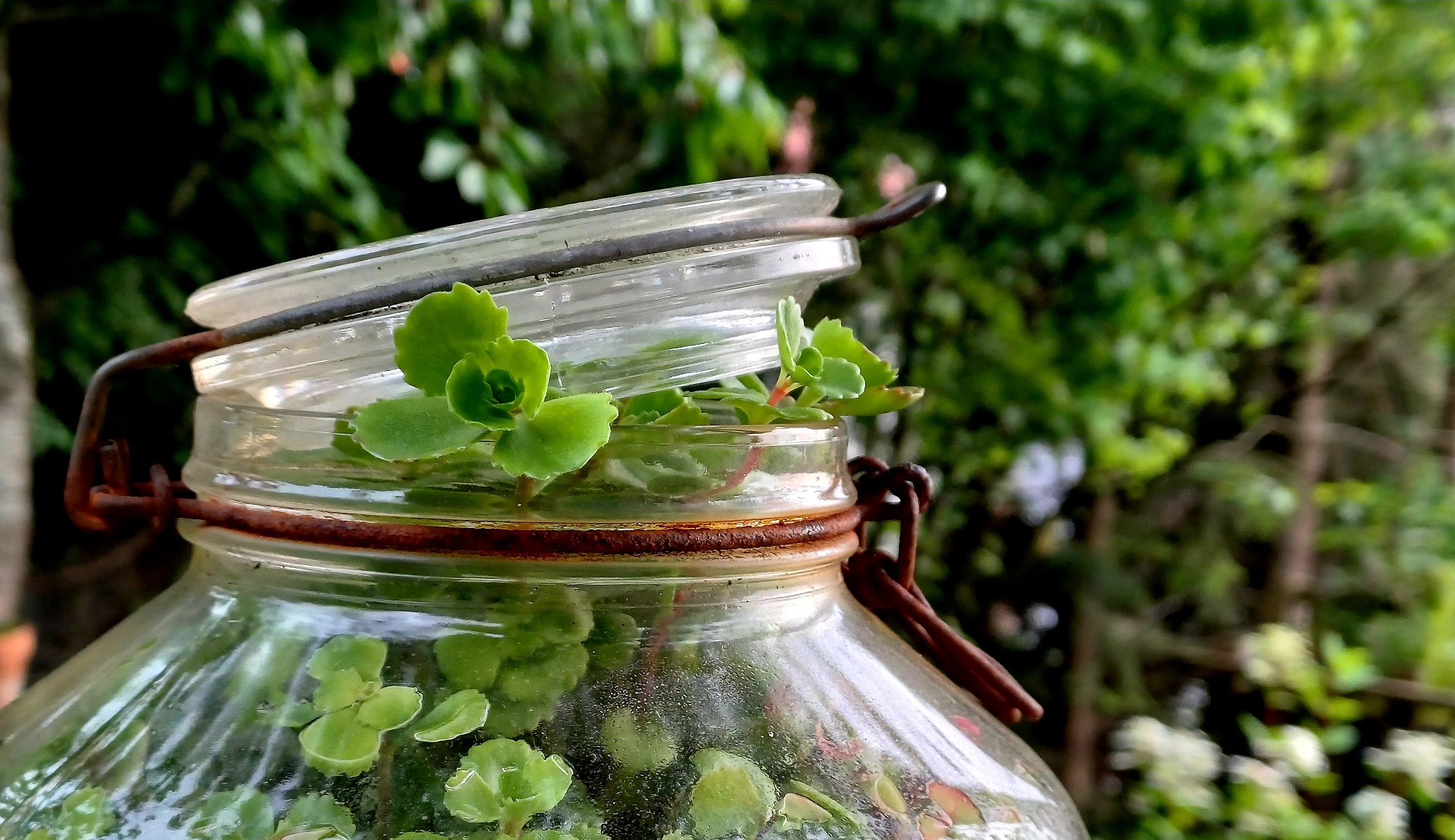 Pflanzen brechen aus dem Glas aus